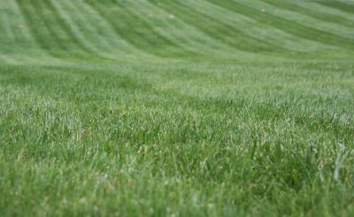 Corporate Lawn Maintenance