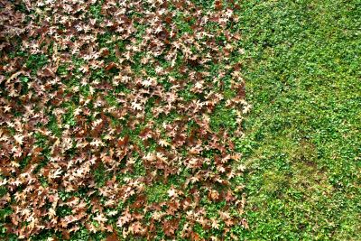 Autumn Lawn Preparation