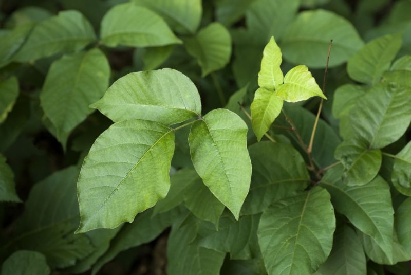 Poison Oak Removal in Bel Air, MD