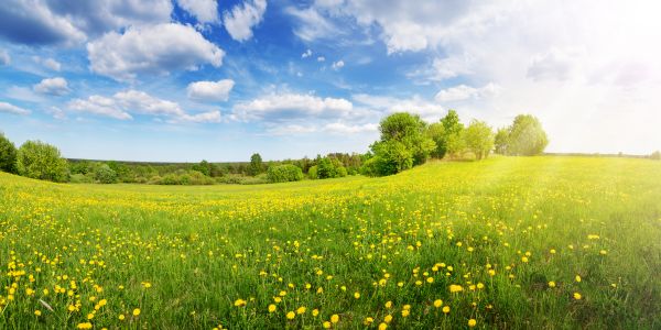 Open Space Management